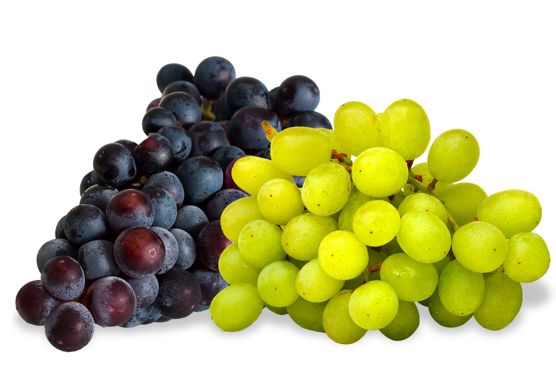 Grape concentrate as the best wines production base.-image- 2