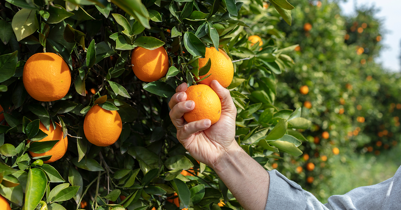 New citrus season 2022 - Orange products-image- 1