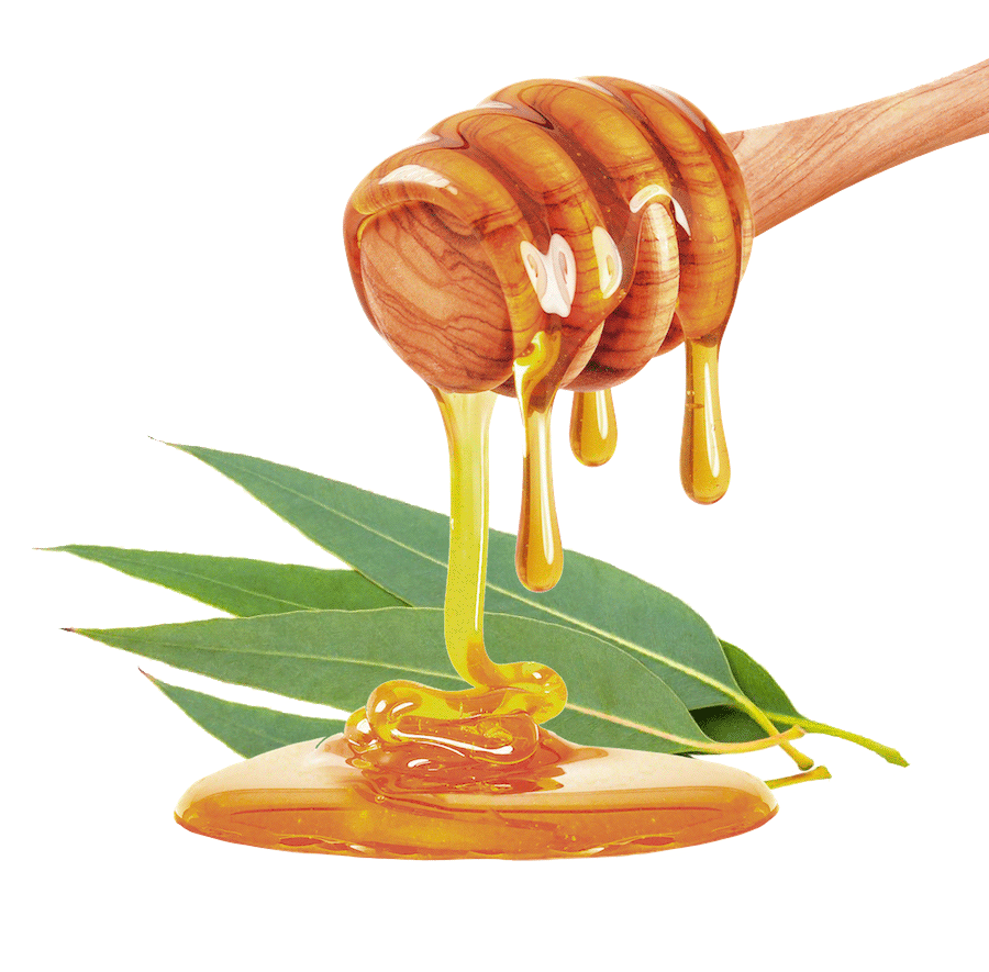 Honey Type Eucalyptus-image- 1