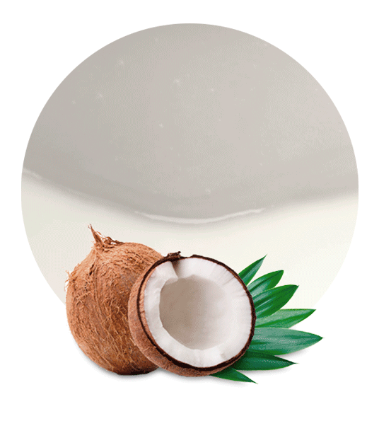 Coconut Milk Concentrate-image- 1