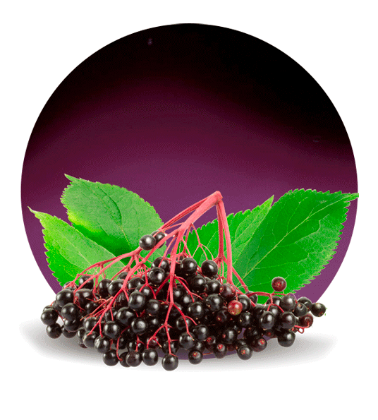 Elderberry Juice Concentrate-image- 1